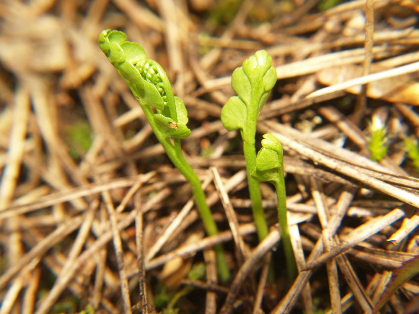 Moonwort plant